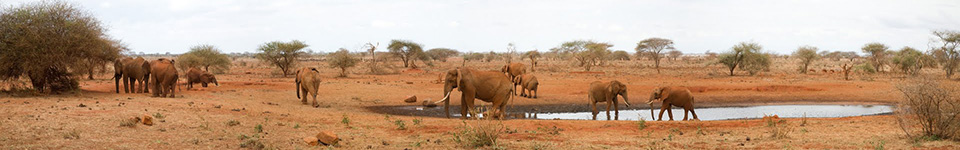Ngutuni Lodge water hole, Tsavo East, Kenya